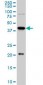 YY1 Antibody (clone 2C4)